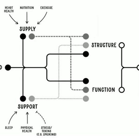 The Demand Model of Cognitive Funtion 1