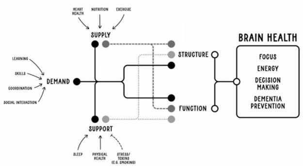 The Demand Model of Cognitive Funtion 1